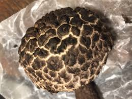 Attēlu rezultāti vaicājumam “Strobilomyces strobilaceus”