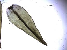 Attēlu rezultāti vaicājumam “Schistidium dupretii”