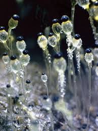 Attēlu rezultāti vaicājumam “Pilobolus crystallinus”