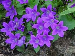 Image result for Campanula affinis