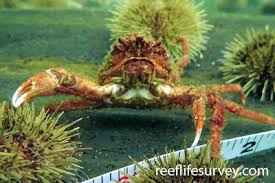 Image result for Hyas araneus