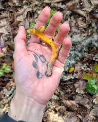 Attēlu rezultāti vaicājumam “Lycogala epidendrum s.str. young”