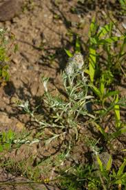 Attēlu rezultāti vaicājumam “Gnaphalium uliginosum leaf”