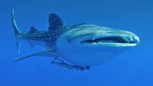 Image result for Rhincodon typus