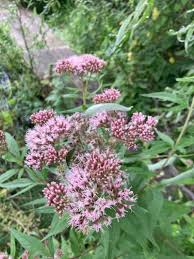 Attēlu rezultāti vaicājumam “Eupatorium cannabinum flower”