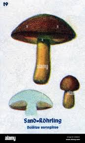 Attēlu rezultāti vaicājumam “Suillus variegatus”