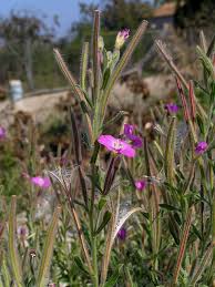 Image result for Weidenröschen