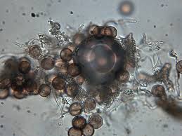 Attēlu rezultāti vaicājumam “Physarum penetrale macro”