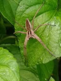 Attēlu rezultāti vaicājumam “Pisaura mirabilis male”