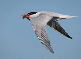 Attēlu rezultāti vaicājumam “Hydroprogne caspia”