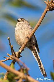 Attēlu rezultāti vaicājumam “Aegithalos caudatus adult”