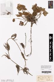 Attēlu rezultāti vaicājumam “Trapaceae”