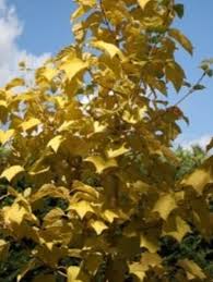 Attēlu rezultāti vaicājumam “Acer rufinerve”