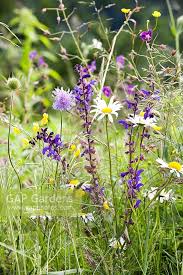 Attēlu rezultāti vaicājumam “Knautia arvensis flower”