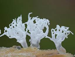 Attēlu rezultāti vaicājumam “Ceratiomyxa fruticulosa spores”