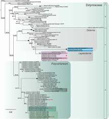 Attēlu rezultāti vaicājumam “Diderma chondrioderma sessile”