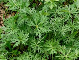 Attēlu rezultāti vaicājumam “Ranunculus acris leaf”