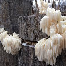 Attēlu rezultāti vaicājumam “Hericium coralloides”