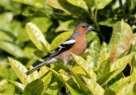 Attēlu rezultāti vaicājumam “Fringillidae”