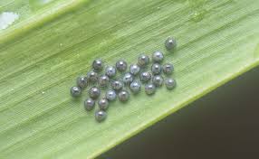 Attēlu rezultāti vaicājumam “Pentatomidae eggs”