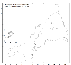 Attēlu rezultāti vaicājumam “Cladopodiella francisci”