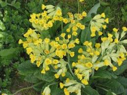 Image result for Himmelschlüssel