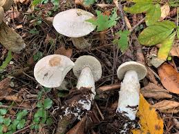 Attēlu rezultāti vaicājumam “Lignydium muscorum macro”