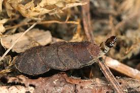 Attēlu rezultāti vaicājumam “Adela cuprella”