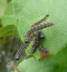 Attēlu rezultāti vaicājumam “Yponomeuta malinellus / cagnagella larva”