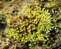 Attēlu rezultāti vaicājumam “Pellia endiviifolia”