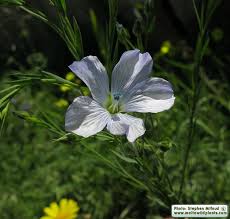 Image result for Linum usitatissimum