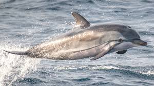 Image result for Stenella coeruleoalba