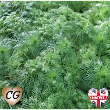 Attēlu rezultāti vaicājumam “Hottonia palustris fruit”