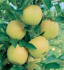 Attēlu rezultāti vaicājumam “Malus domestica fruit”