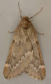 Attēlu rezultāti vaicājumam “Alsophila aescularia”