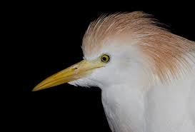 Attēlu rezultāti vaicājumam “Bubulcus ibis”