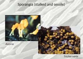 Attēlu rezultāti vaicājumam “Trichia varia sessile”