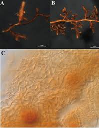 Attēlu rezultāti vaicājumam “Enteridium corticatum spores”