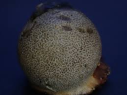 Attēlu rezultāti vaicājumam “Lycogala flavofuscum spores”