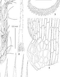 Attēlu rezultāti vaicājumam “Campylopus introflexus”