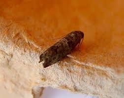 Attēlu rezultāti vaicājumam “Spilonota ocellana”