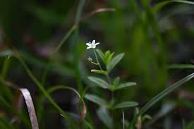 Attēlu rezultāti vaicājumam “Moehringia lateriflora flower”