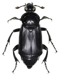 Attēlu rezultāti vaicājumam “Glischrochilus quadripunctatus”