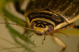 Attēlu rezultāti vaicājumam “Acilius sulcatus female”
