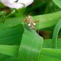 Attēlu rezultāti vaicājumam “Adelphocoris seticornis”