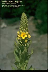 Attēlu rezultāti vaicājumam “Verbascum thapsus”