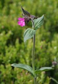 Attēlu rezultāti vaicājumam “Silene dioica leaf”