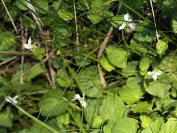Attēlu rezultāti vaicājumam “Viola palustris leaf”