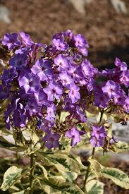 Attēlu rezultāti vaicājumam “Phlox paniculata”