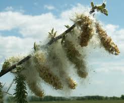 Attēlu rezultāti vaicājumam “Salix caprea fruit”